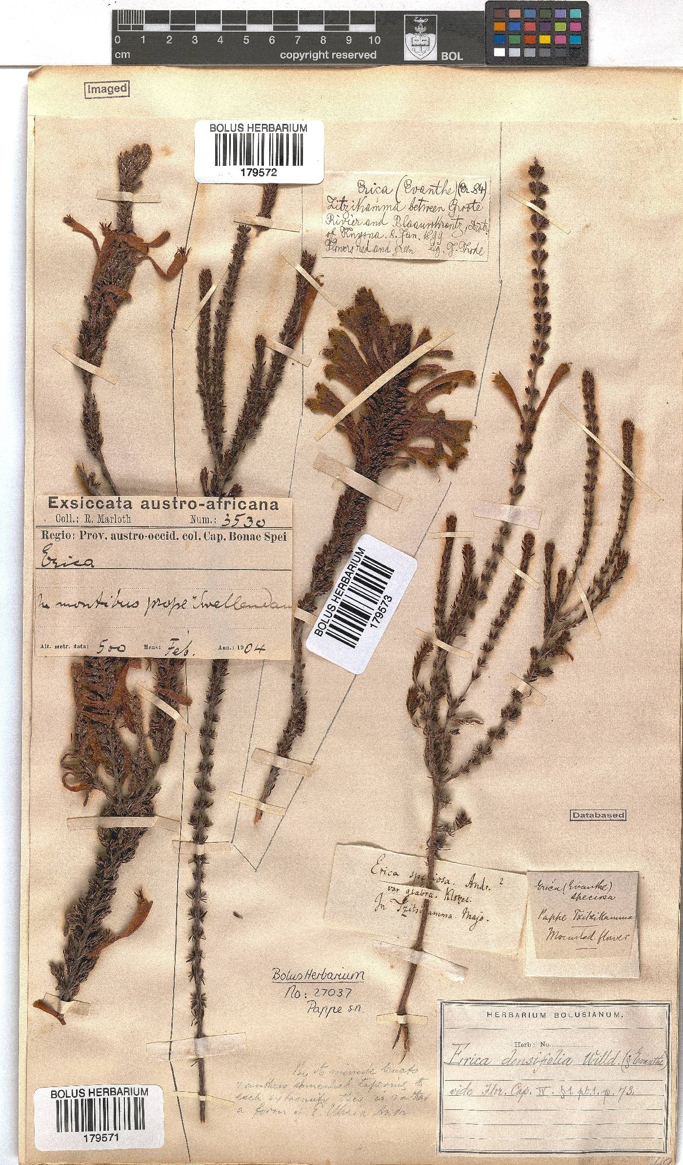 Erica densifolia image