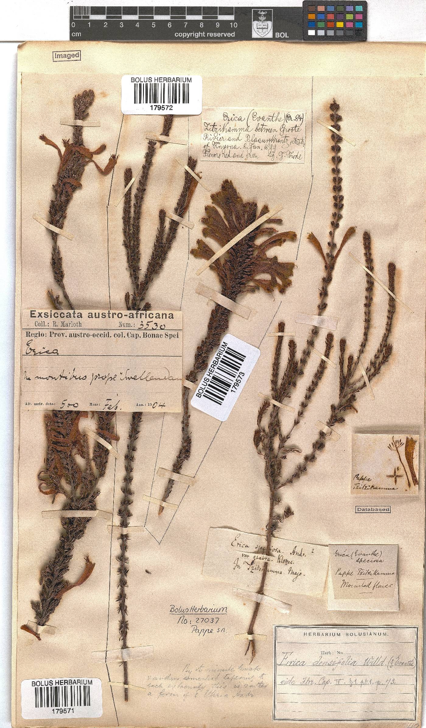 Erica densifolia image