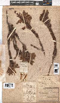 Erica densifolia image