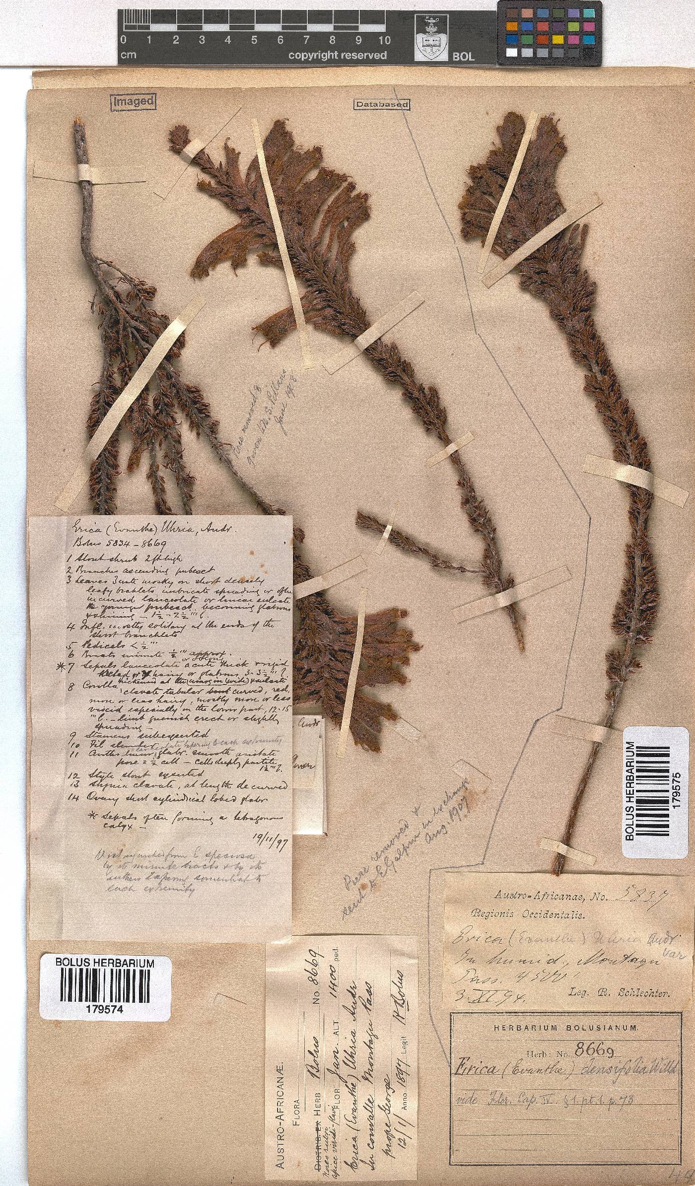 Erica densifolia image