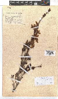 Erica discolor image