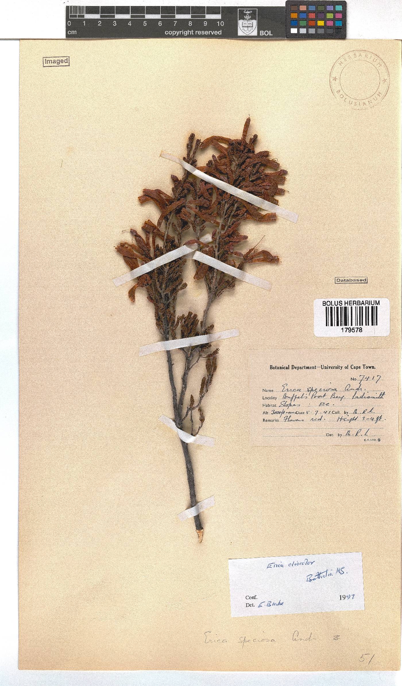 Erica discolor image
