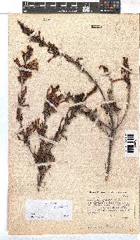 Erica discolor image