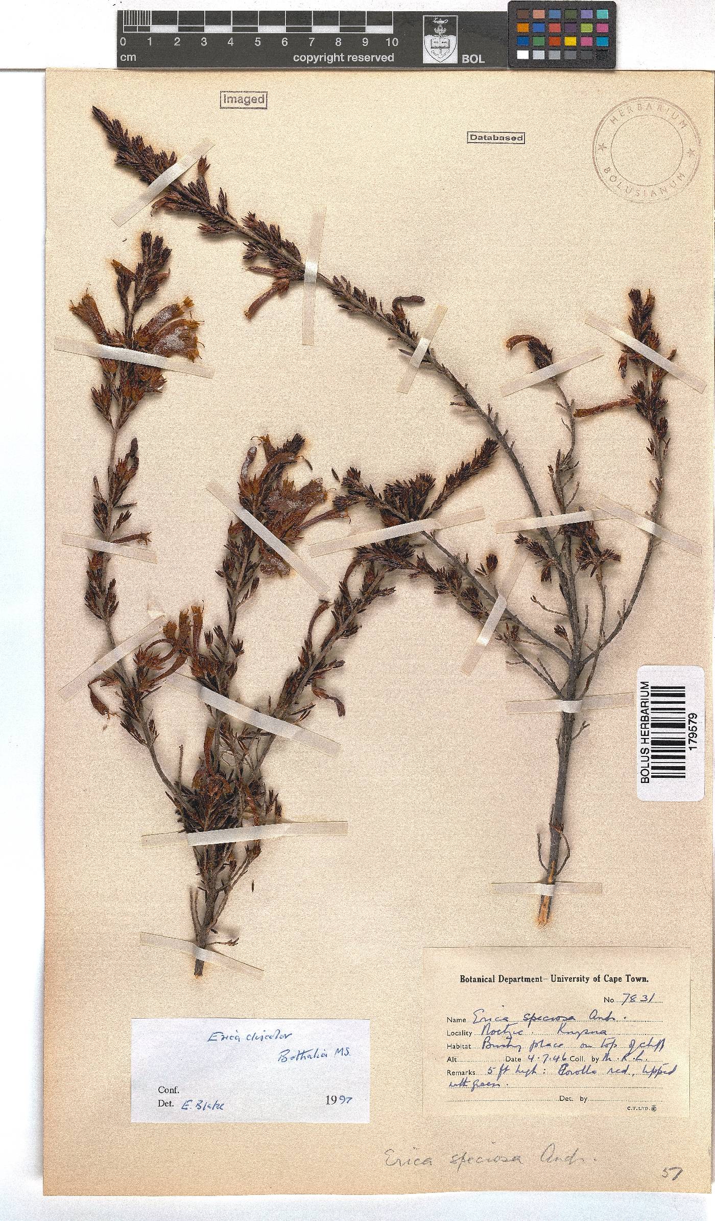 Erica discolor image