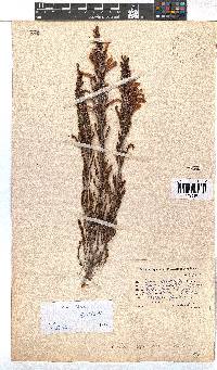 Erica discolor image