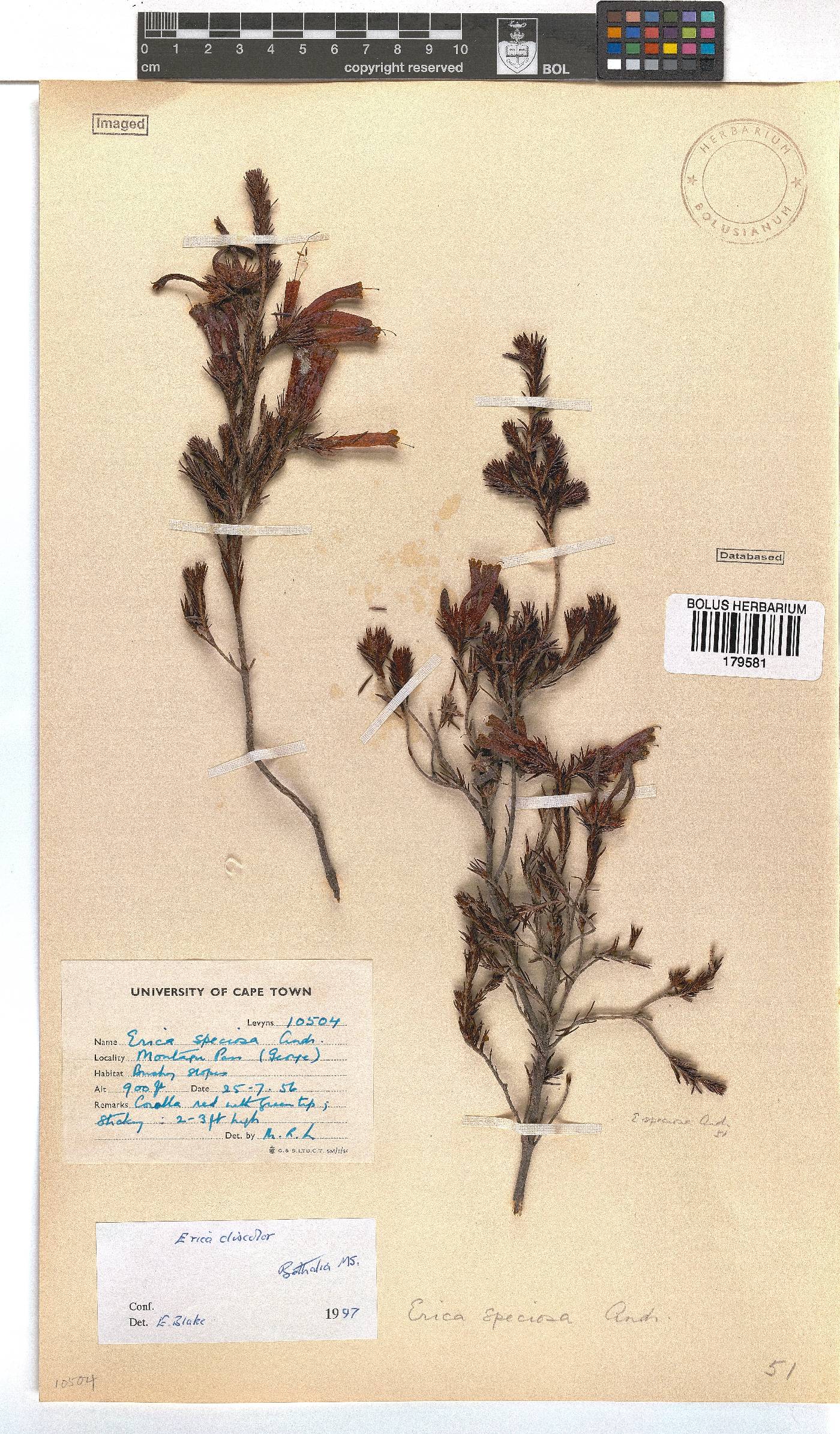 Erica discolor image