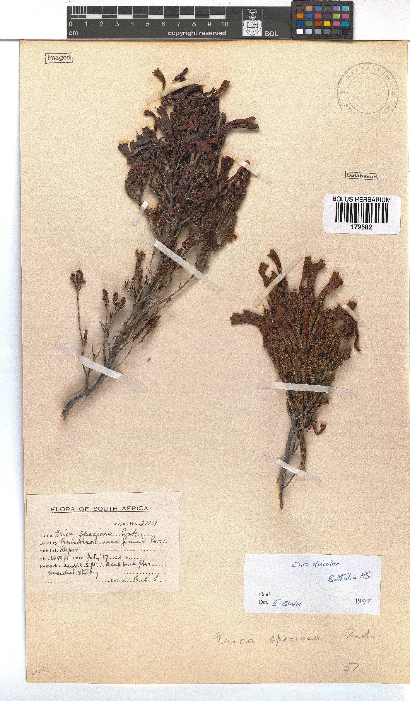 Erica discolor image