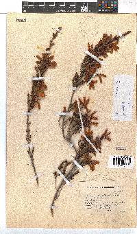 Erica discolor image