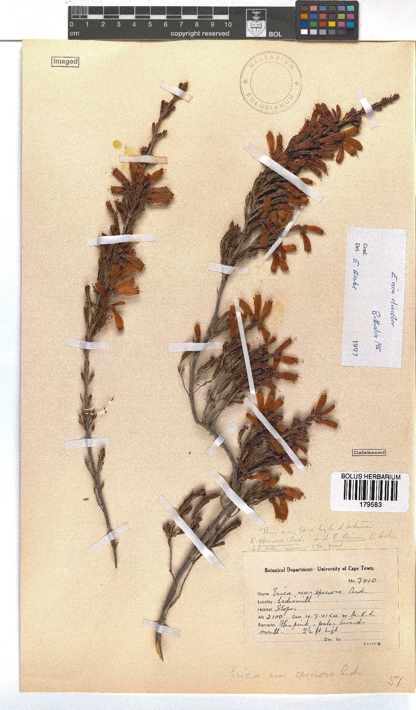 Erica discolor image