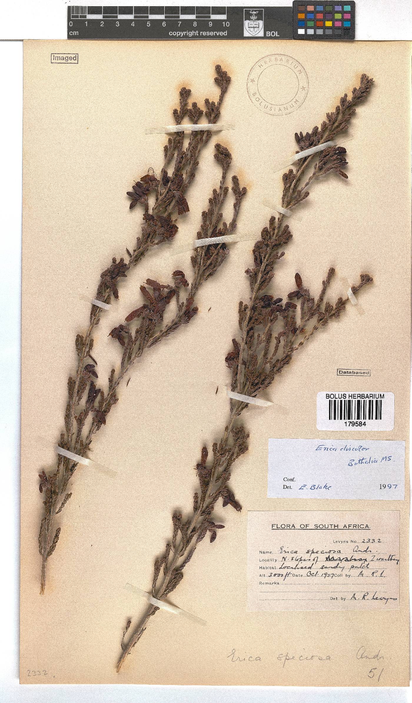 Erica discolor image