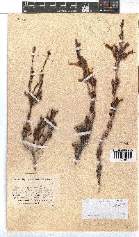 Erica discolor image