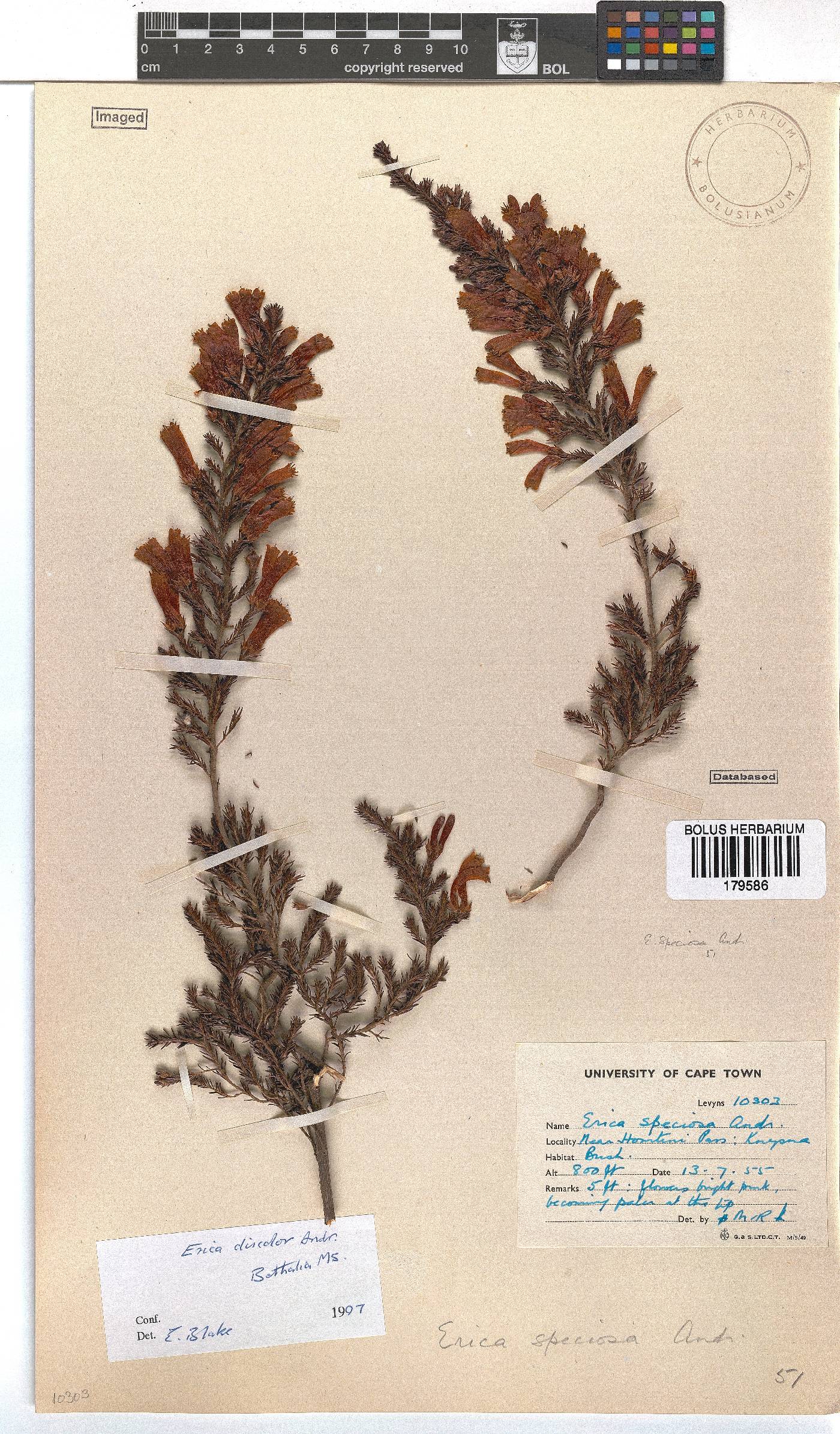 Erica discolor image