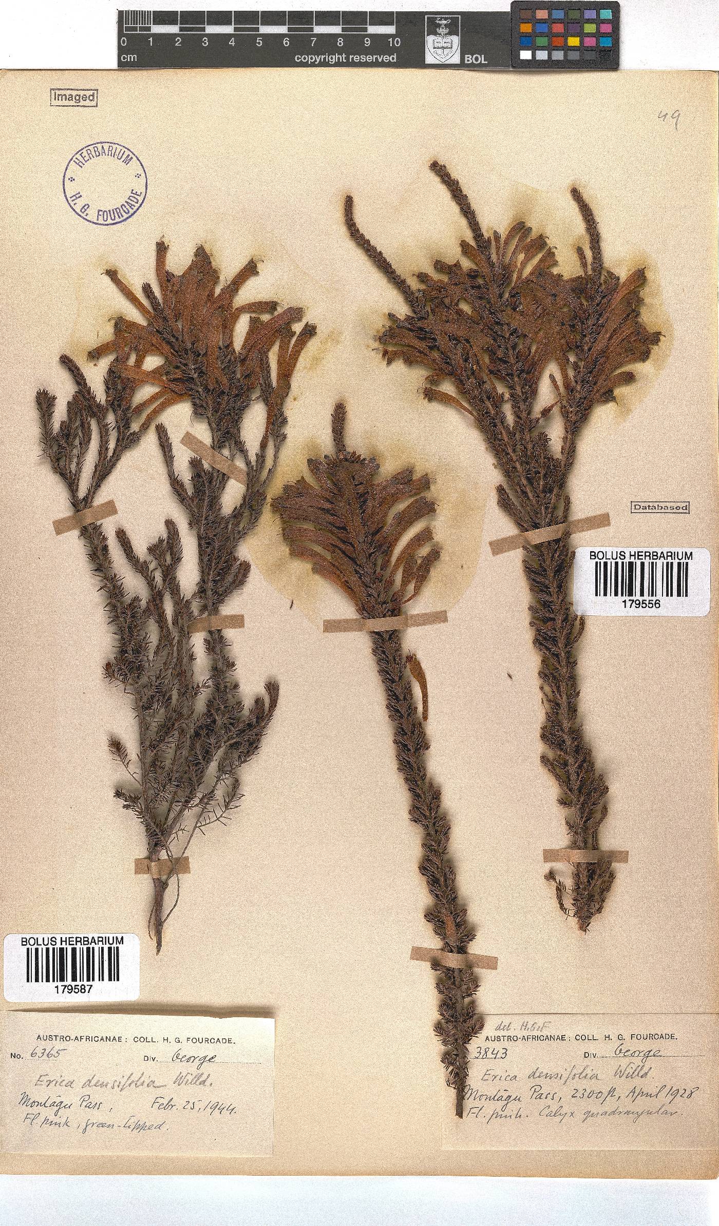 Erica densifolia image
