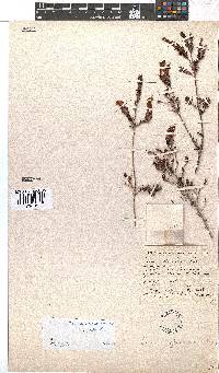 Erica discolor image