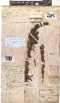 Erica discolor image