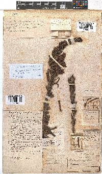 Erica discolor image