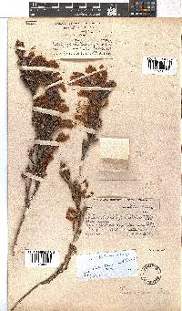 Erica discolor image