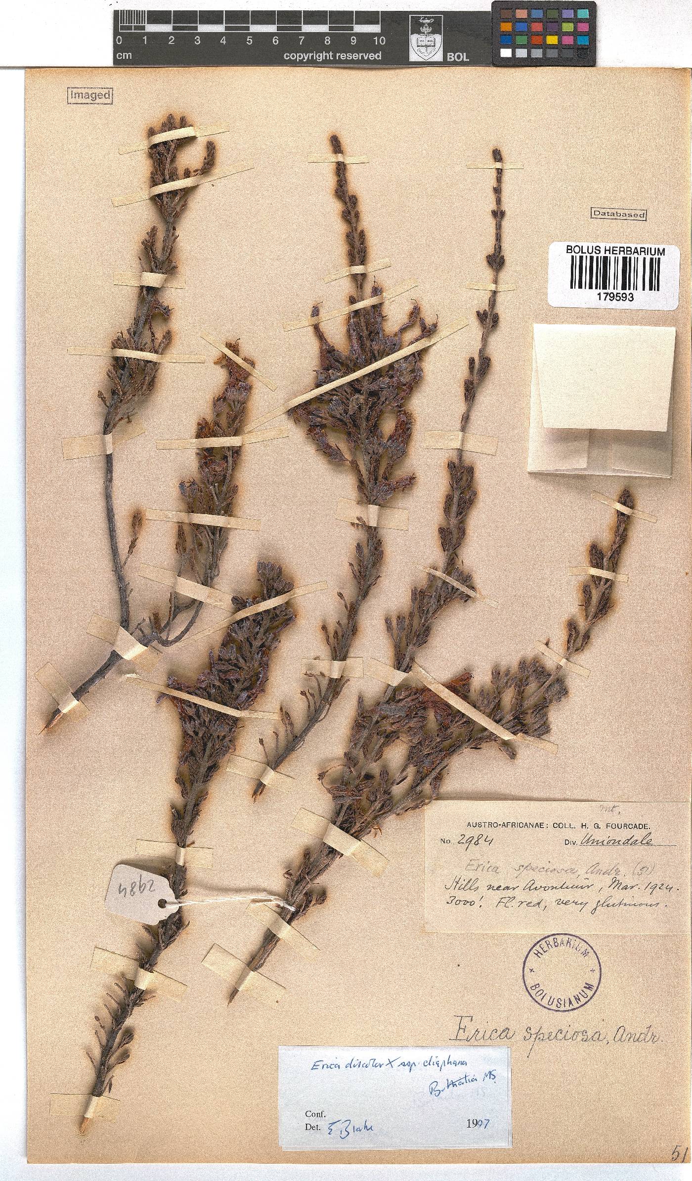 Erica discolor image