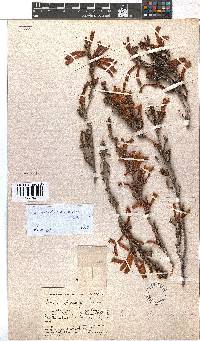 Erica discolor image