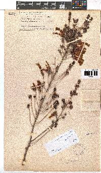 Erica discolor image