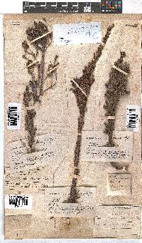 Erica discolor image