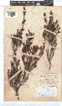 Erica discolor image