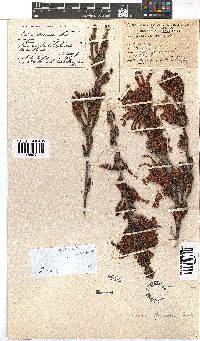 Erica discolor image