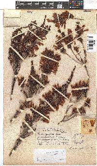 Erica discolor image