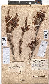 Erica discolor image