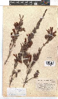 Erica discolor image