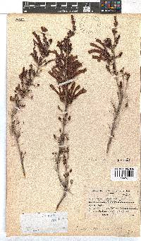 Erica discolor image