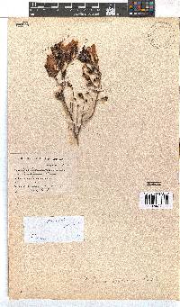 Erica discolor image