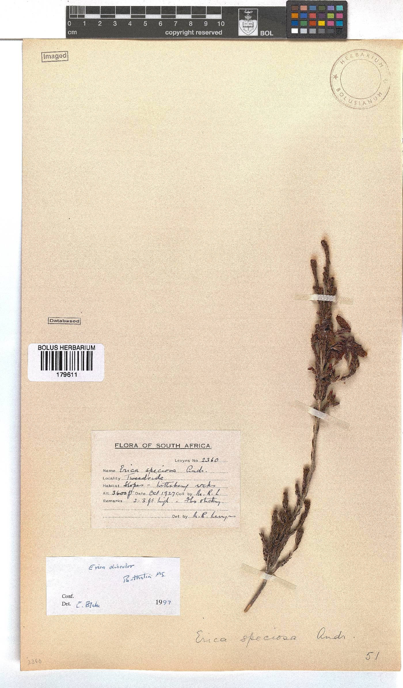 Erica discolor image