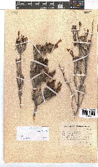 Erica discolor image