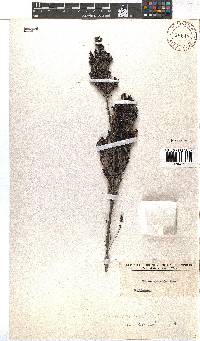 Erica discolor image