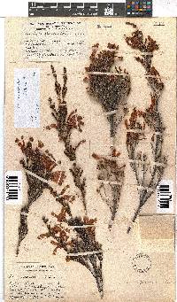 Erica discolor image