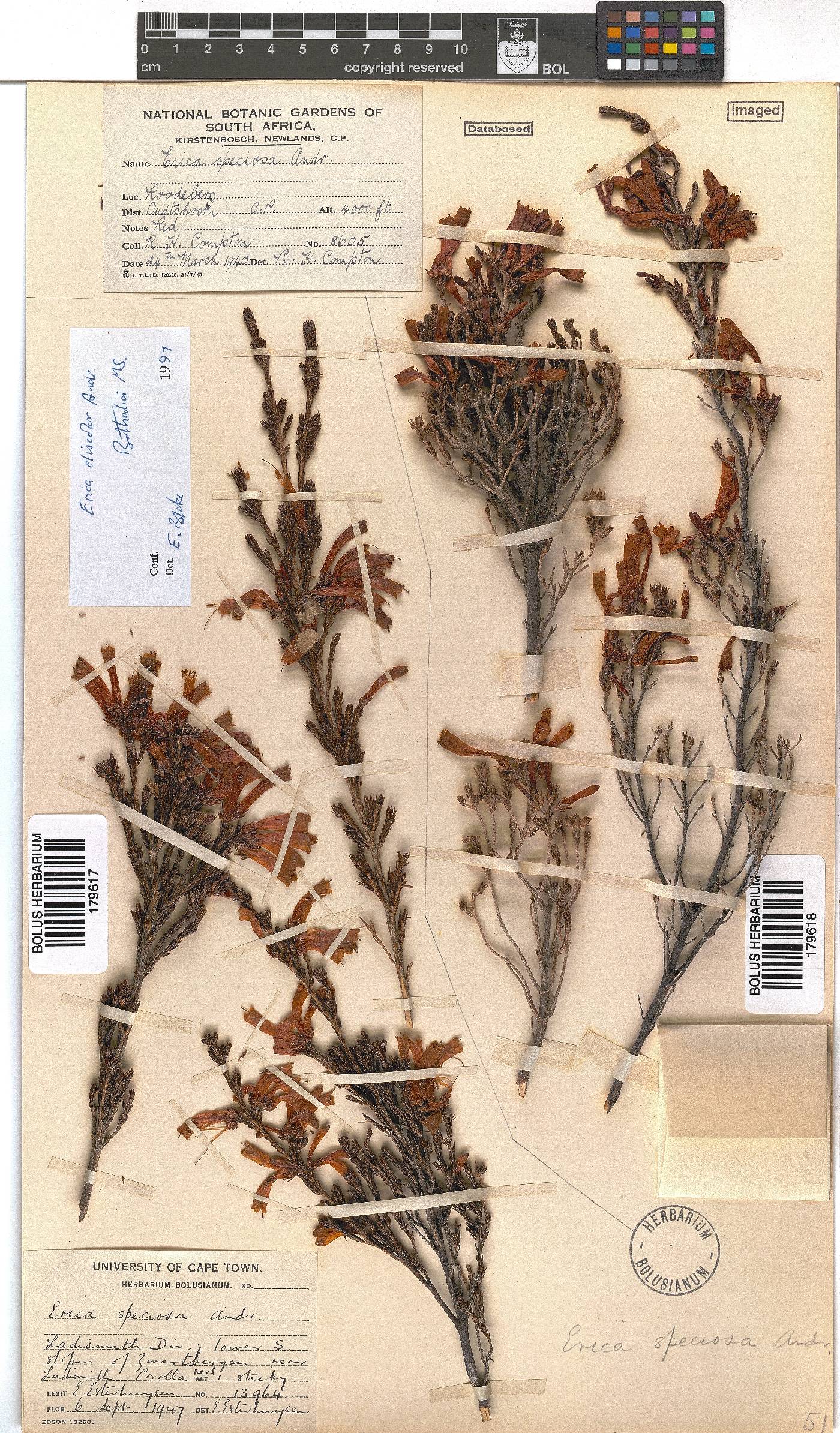 Erica discolor image