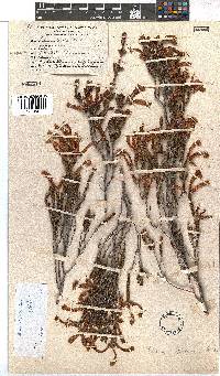 Erica discolor image