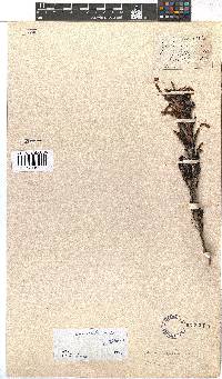 Erica discolor image