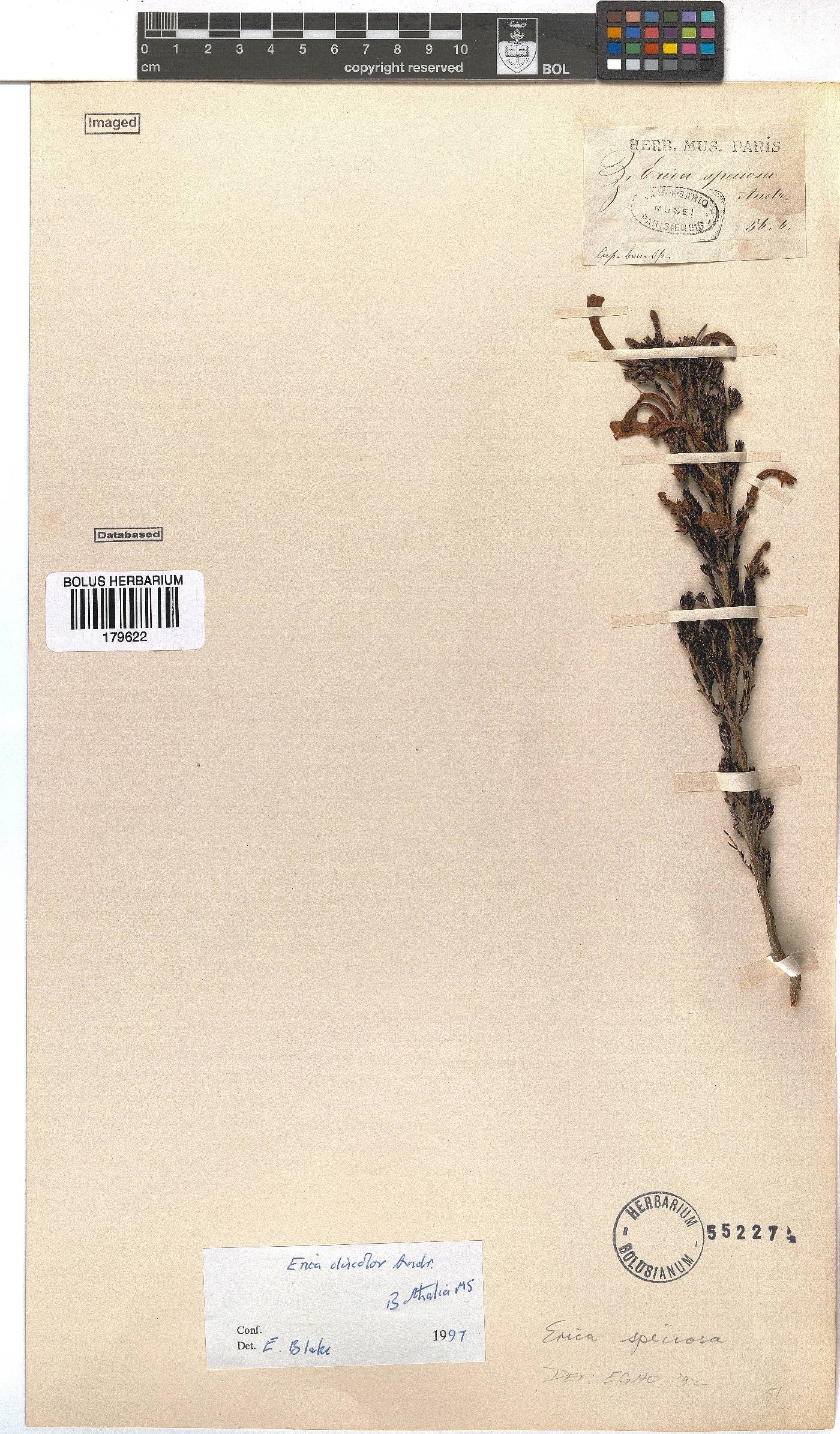 Erica discolor image