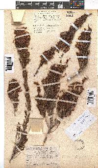 Erica discolor image