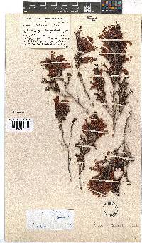 Erica discolor image