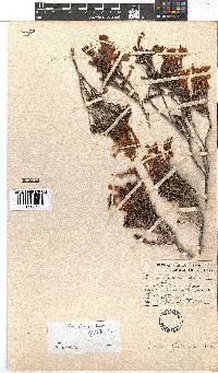 Erica discolor image