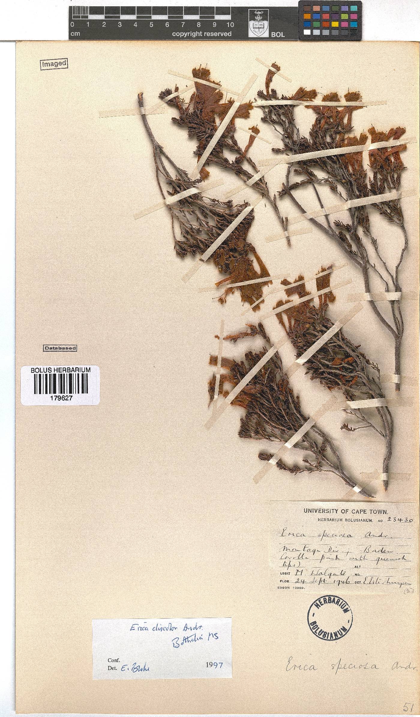 Erica discolor image