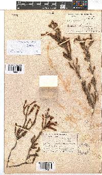 Erica discolor image