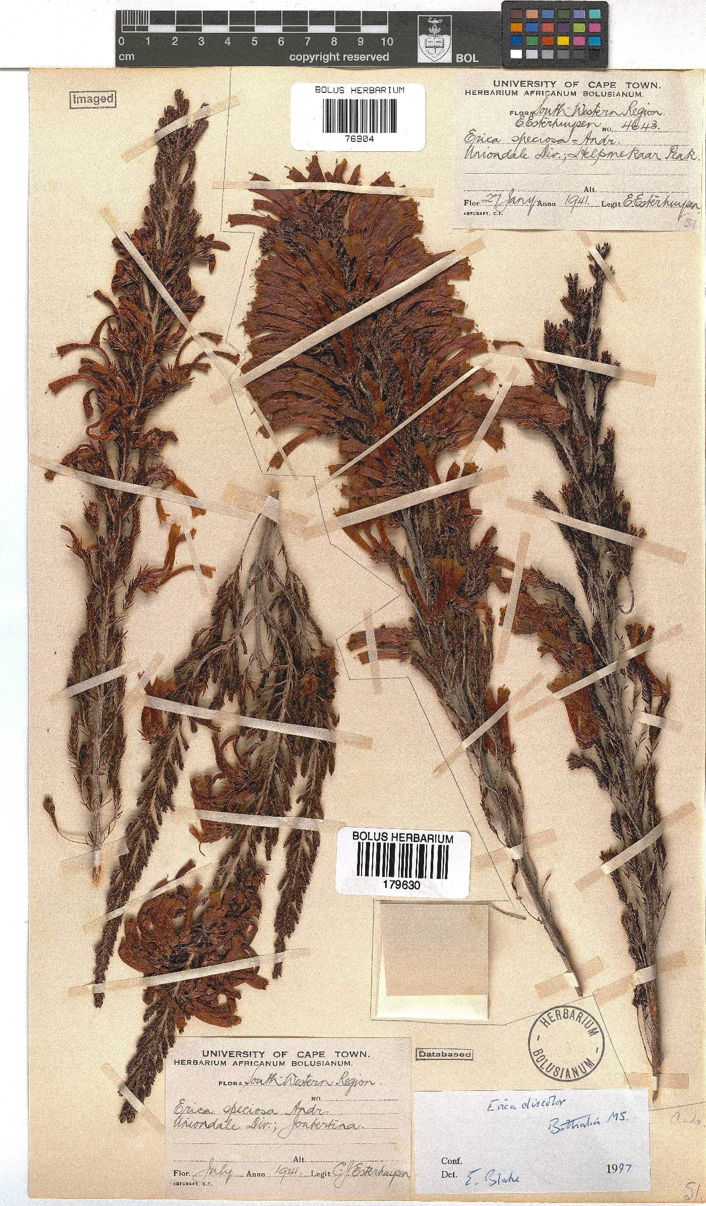 Erica discolor image