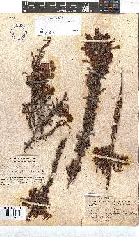 Erica discolor image