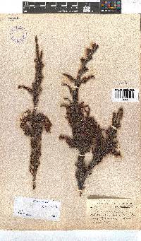 Erica discolor image