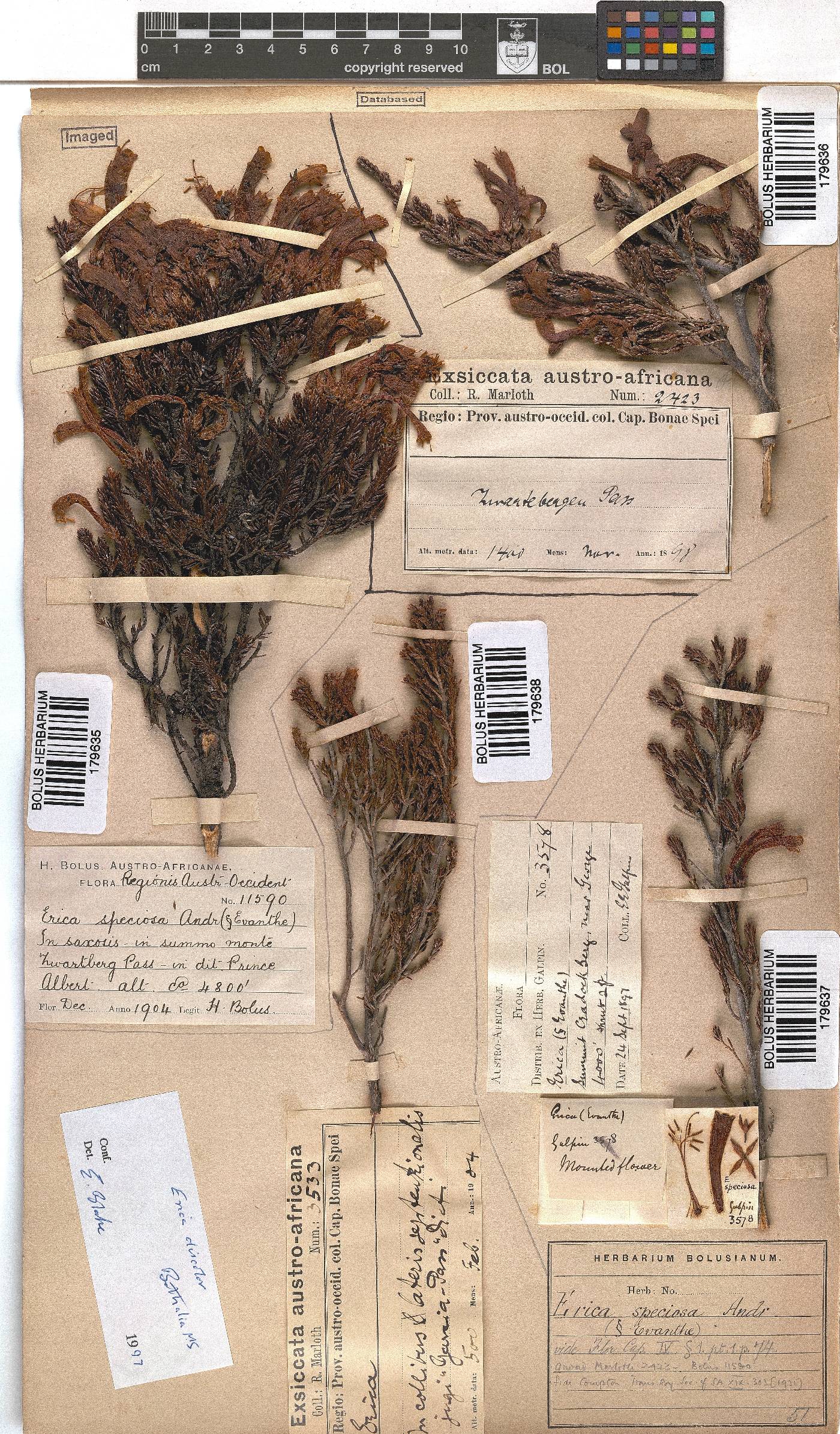 Erica densifolia image