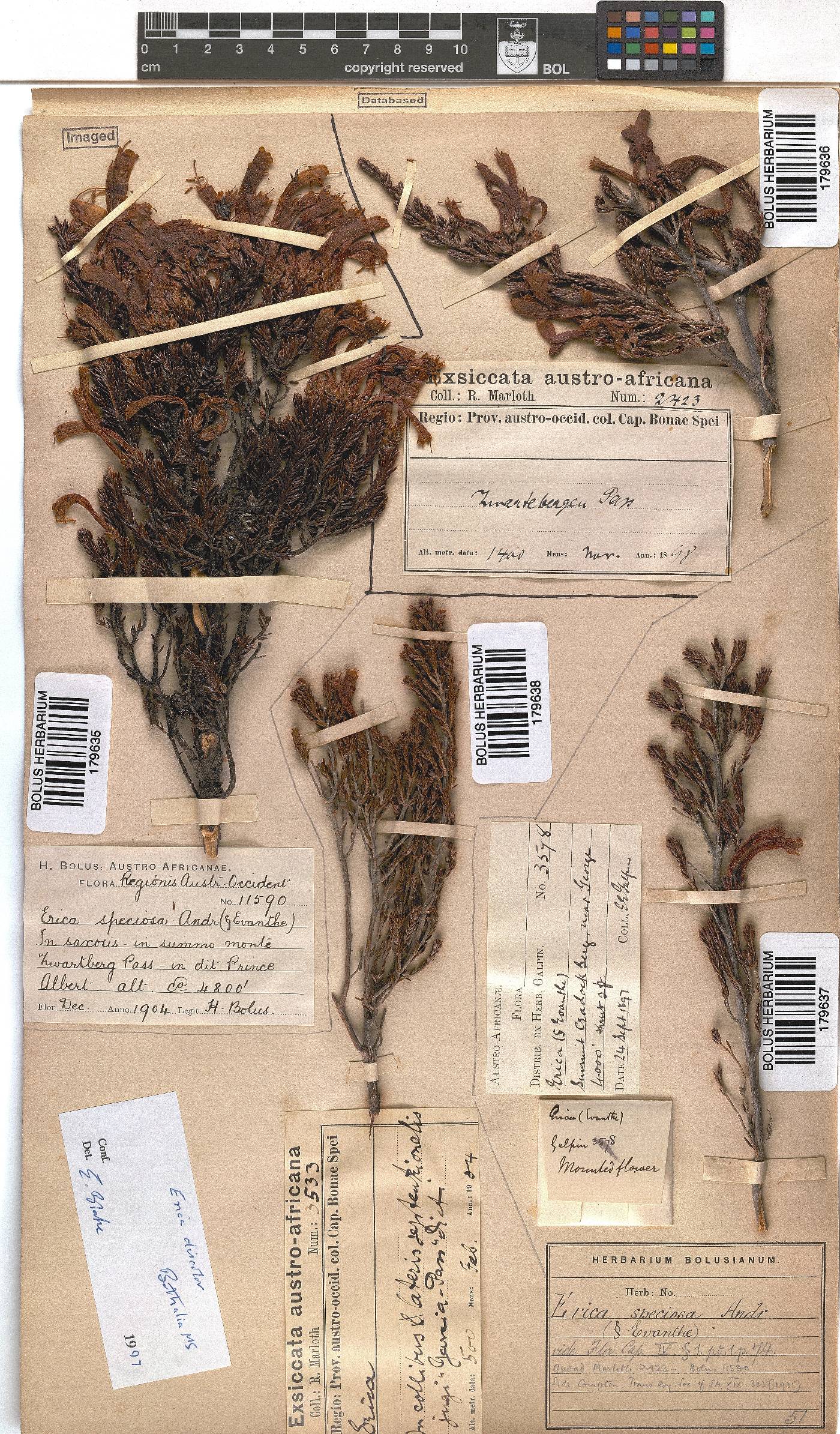 Erica densifolia image